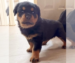 Rottweiler Puppy for sale in CORONA, CA, USA