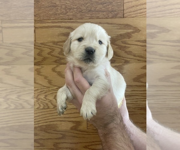 Medium Photo #6 Golden Retriever Puppy For Sale in BISHOP, GA, USA