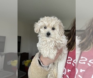 Maltipoo Puppy for sale in BEECH GROVE, IN, USA