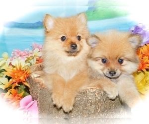 Pomeranian Puppy for sale in HAMMOND, IN, USA