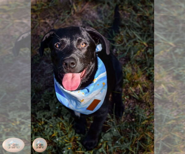 Medium Photo #3 Labrador Retriever-Unknown Mix Puppy For Sale in Pensacola, FL, USA