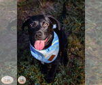 Small #2 Labrador Retriever Mix