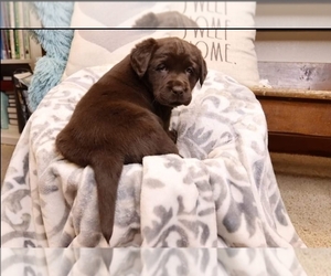 Labrador Retriever Puppy for Sale in GALVESTON, Indiana USA