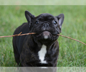 French Bulldog Puppy for sale in ALLEGAN, MI, USA