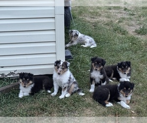 Collie Puppy for Sale in DAZEY, North Dakota USA