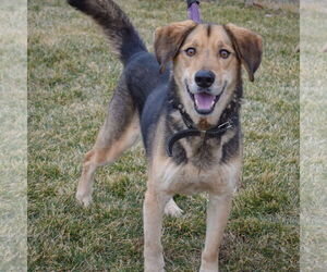 Hodie - Male Collie-German Shepherd Dog Mix Dog for Adoption - Photo #4