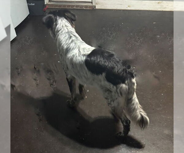 Medium Photo #2 Australian Shepherd-Unknown Mix Puppy For Sale in Dallas, TX, USA