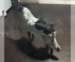 Small #1 Australian Shepherd Mix