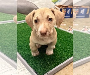 Cindy - Female Beagle-Staffordshire Bull Terrier Mix Dog for Adoption - Photo #2
