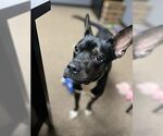 Small #3 American Pit Bull Terrier Mix