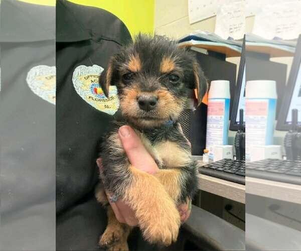 Medium Photo #3 Mutt Puppy For Sale in SHERBURNE, NY, USA