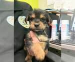 Small #2 Mutt