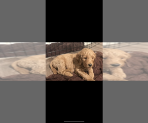 Goldendoodle-Poodle (Standard) Mix Puppy for sale in Nepean, Ontario, Canada