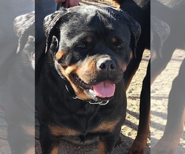 Medium Photo #17 Rottweiler Puppy For Sale in WRAY, CO, USA