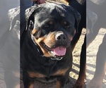 Small Photo #17 Rottweiler Puppy For Sale in WRAY, CO, USA