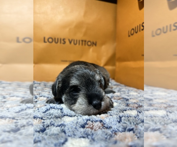 Medium Photo #3 Schnauzer (Miniature) Puppy For Sale in HOUSTON, TX, USA