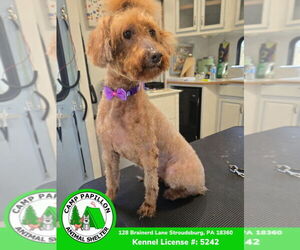 Mutt Dogs for adoption in Stroudsburg, PA, USA