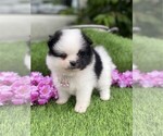 Small #13 Pomeranian