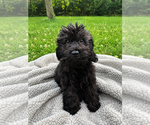 Small #21 Cavapoo (Miniature)