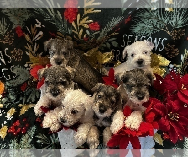 Medium Photo #1 Schnauzer (Miniature) Puppy For Sale in CANTON, NY, USA