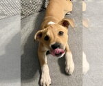 Small #11 Labrador Retriever Mix