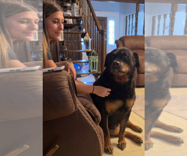 Medium Photo #4 Rottweiler-Unknown Mix Puppy For Sale in Oakhurst, NJ, USA