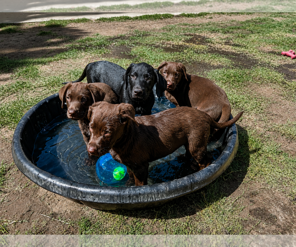 Medium Photo #4 Labrador Retriever-Unknown Mix Puppy For Sale in Clovis, CA, USA