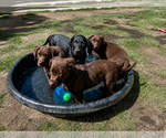 Small #3 Labrador Retriever Mix