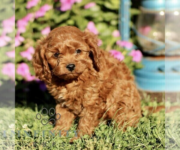 Medium Photo #3 Cavapoo Puppy For Sale in QUARRYVILLE, PA, USA