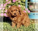 Small #2 Cavapoo