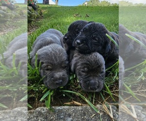 Cane Corso Puppy for sale in BIRMINGHAM, AL, USA