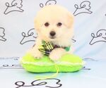 Small Photo #27 Pom-A-Poo Puppy For Sale in LAS VEGAS, NV, USA