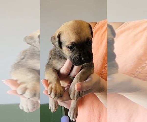 Medium Photo #6 Cane Corso Puppy For Sale in CAMBY, IN, USA