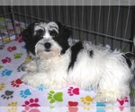 Small Photo #6 Zuchon Puppy For Sale in ORO VALLEY, AZ, USA