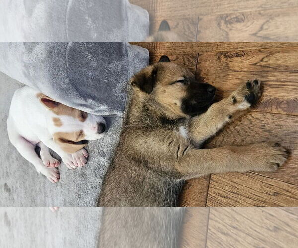 Medium Photo #4 Shepradors Puppy For Sale in Princeton, MN, USA