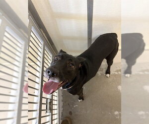 Lab-Pointer Dogs for adoption in Sugar Land, TX, USA