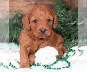 Cavapoo Puppy for Sale in JONES, Michigan USA