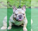 Small Photo #4 French Bulldog Puppy For Sale in FOLSOM, CA, USA