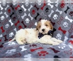 Small #7 Cavapoo (Miniature)