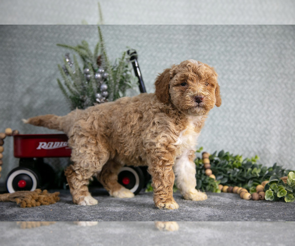 Medium Photo #2 Poodle (Miniature) Puppy For Sale in WOLCOTTVILLE, IN, USA
