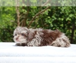 Small #12 ShihPoo