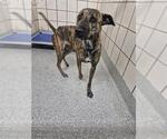 BRYNN - Female American Pit Bull Terrier-Unknown Mix Dog for Adoption - Small photo