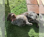 Small German Wirehaired Pointer