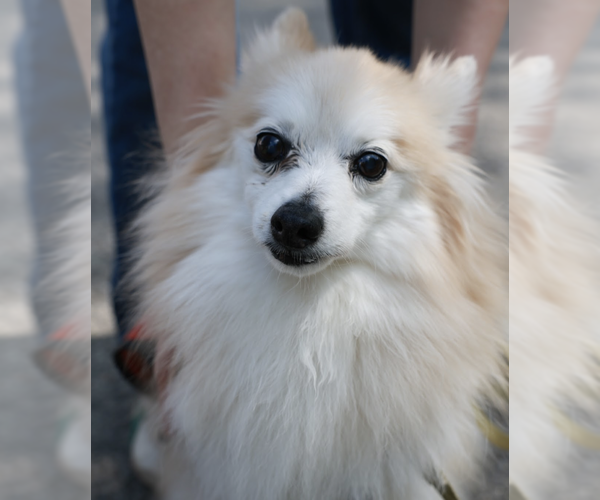 Medium Photo #1 Pomeranian-Unknown Mix Puppy For Sale in Brooklyn, NY, USA