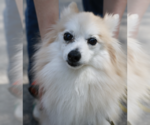 Small Pomeranian Mix