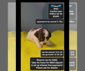 Poodle (Toy)-Zuchon Mix Puppy for sale in TUCSON, AZ, USA