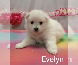 American Eskimo Dog Puppy for sale in CAMPBELL, MN, USA