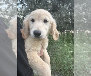 Medium Golden Retriever