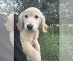 Puppy Boo Golden Retriever