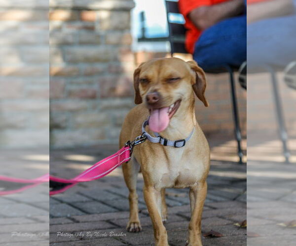 Medium Photo #16 Chiweenie Puppy For Sale in Mooresville, NC, USA